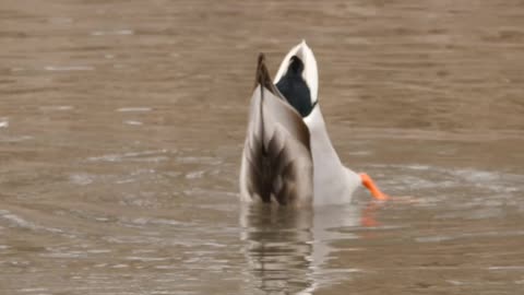 Diving Ducks In The Ganaraska River