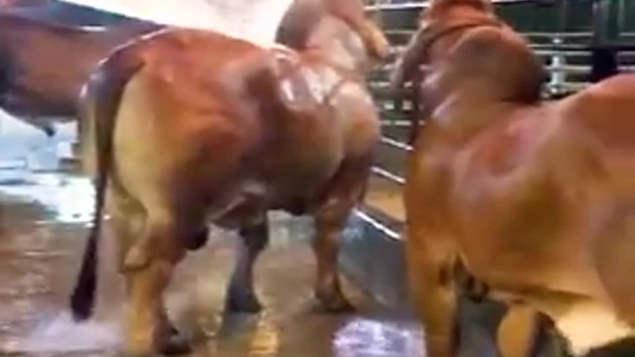 wash