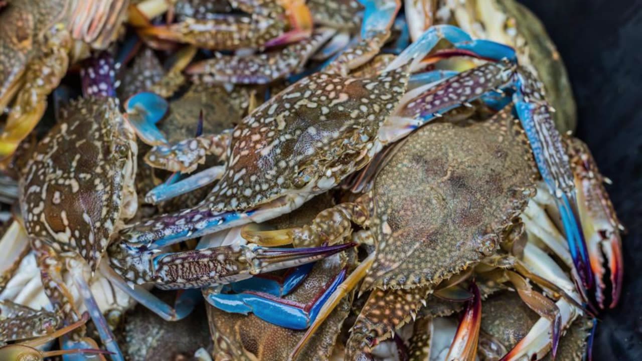 Blue Crab