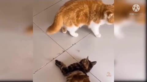 Cat funny video.1