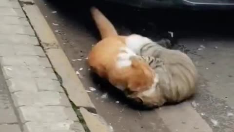 Cat fighting 😻🐈