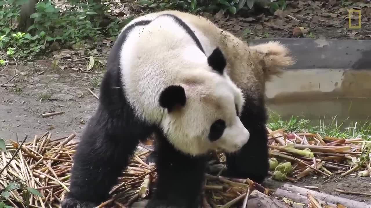 Giant Pandas 101 | Nat Geo Wild