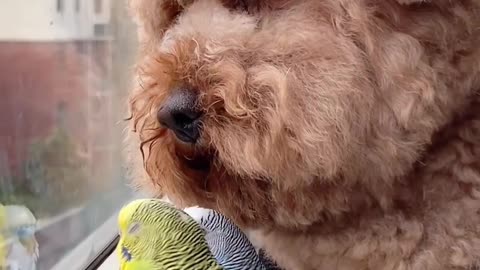 💖🐈🐕😍Balcony Buddies: Discover the Adventures of My Cat and Dog as They Watch the World😍