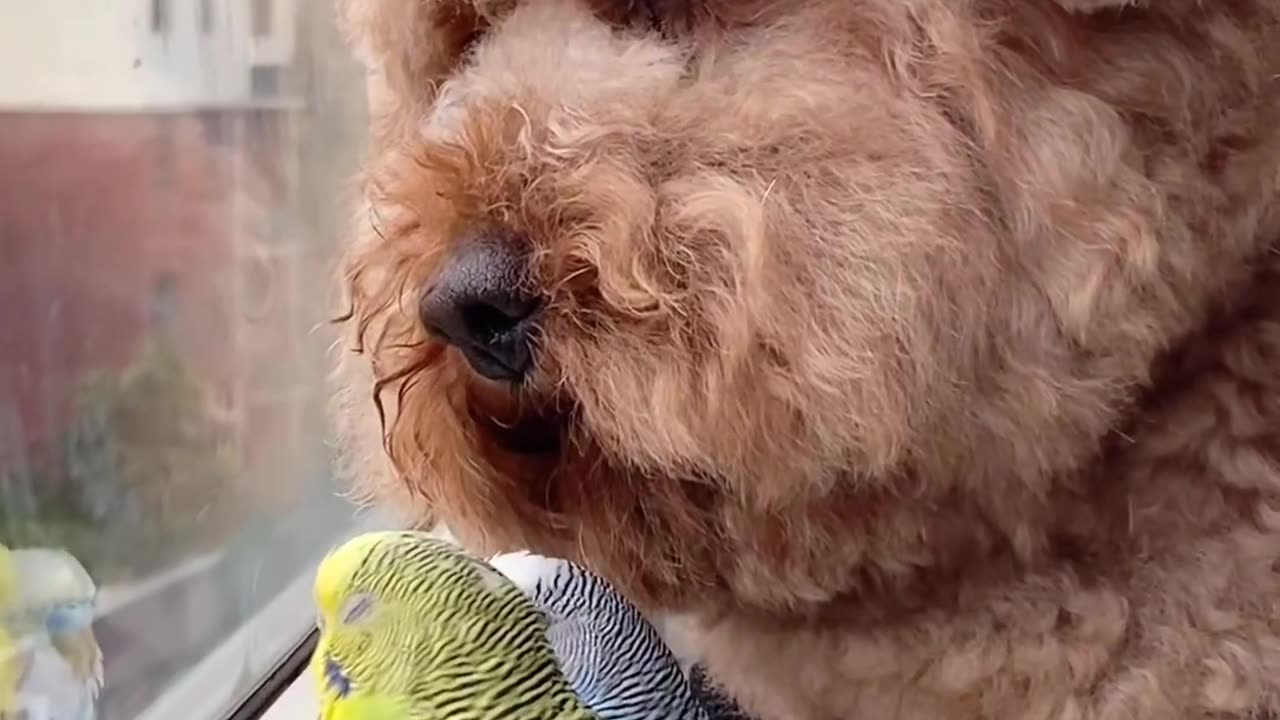 💖🐈🐕😍Balcony Buddies: Discover the Adventures of My Cat and Dog as They Watch the World😍