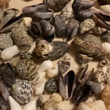 Seashells 🐚