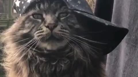 This is the most handsome cat I've ever seen