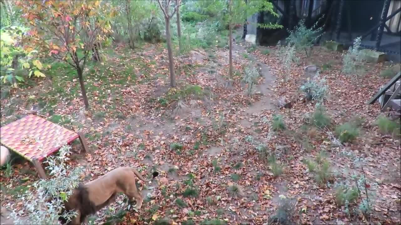 Tiger, Lion, Cheetah, Leopard, Jaguar, Lynx