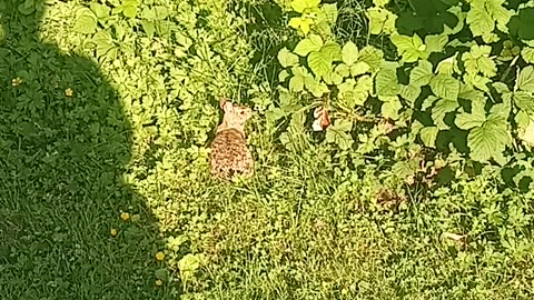 Horny Hare
