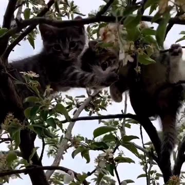 Cat 🐈 climbing on tree
