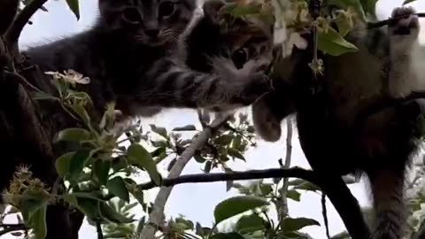 Cat 🐈 climbing on tree