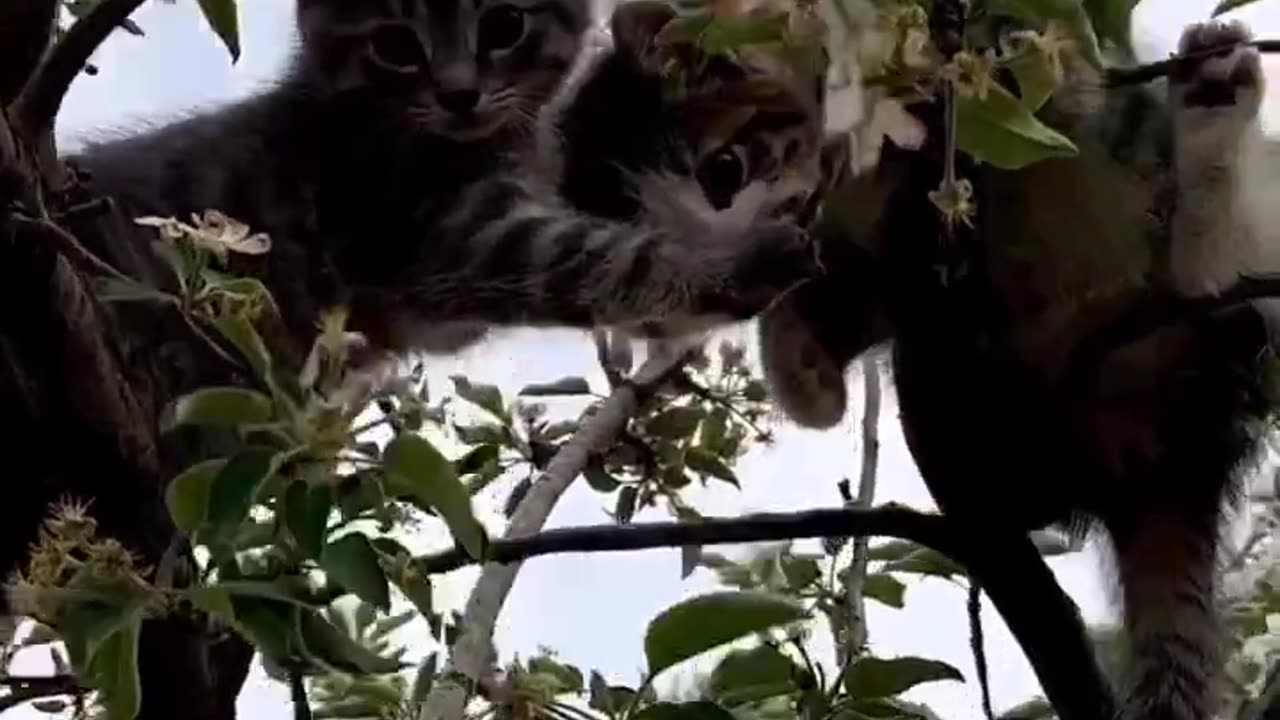 Cat 🐈 climbing on tree