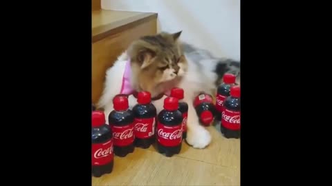 Funny Animal videos 😂 New Funny Cats and Dogs Videos 😻🐶