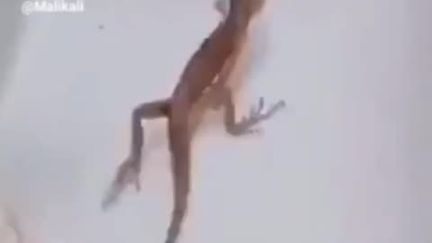 Funny Snake