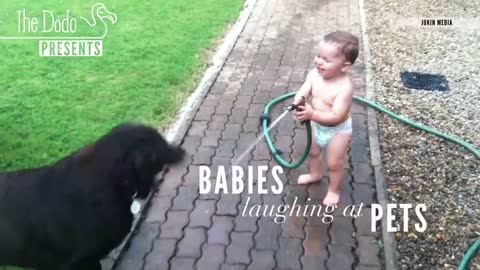 Babies Laughing At Pets | The Dodo