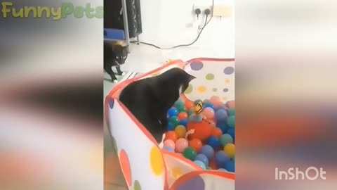 Funny pets video (Animals Funny Videos)