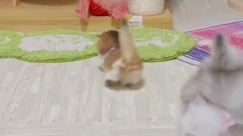 "How my cat thinks she's a ninja, but really she's just a clumsy goofball"