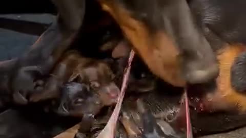 Mother giving new babies ❤️