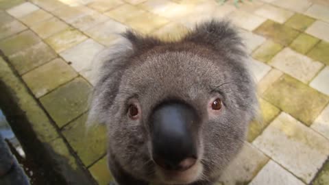 Curious Koala Bear