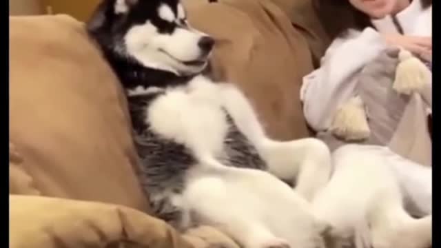 A collection of Husky expressions