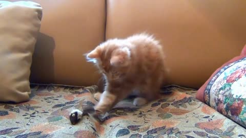 Confused Kitten On Sofa