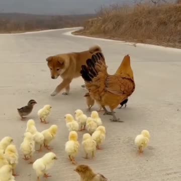 Dogs playing with chicks are so cute