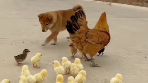 Dogs playing with chicks are so cute