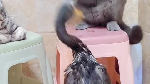 Cute cat fight most view