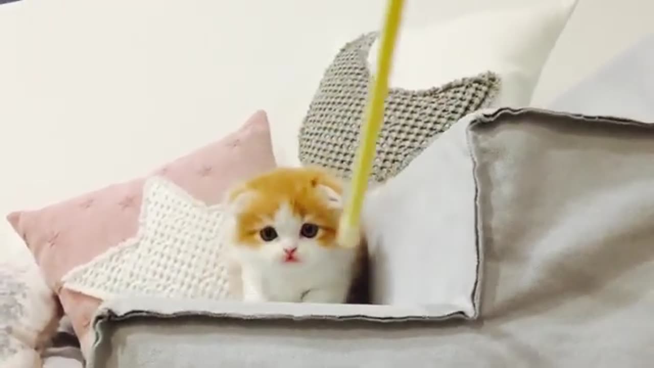 😻😍😻😍Funny Munchkin Kitten Playing😻😍😻😍