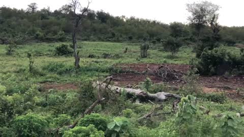 Lion kill carcass and Vultures