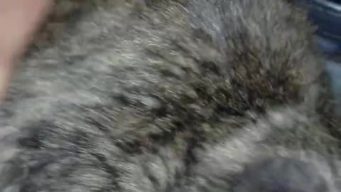 Sweet baby kitties looking for fur-ever homes...