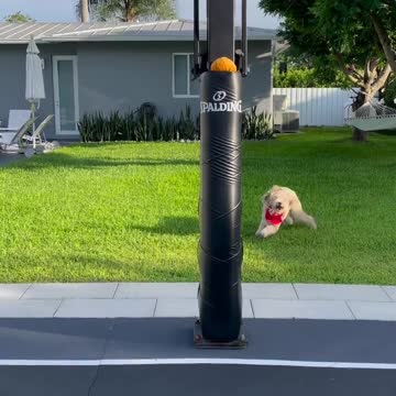 Basketball Dog Training 2022