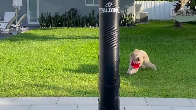 Basketball Dog Training 2022