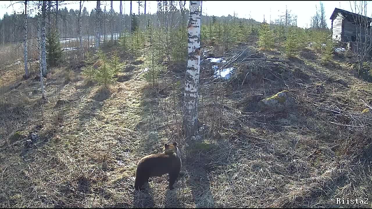 Riistakamerassa liikettä