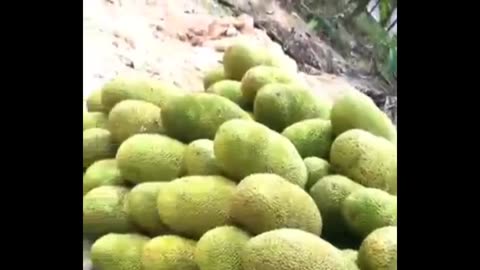 Jackfruit farming #fruitgarden #gardening