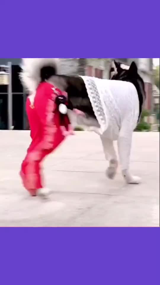 The stylist husky.mp4