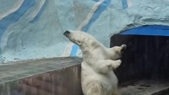 😅😅😅Polar bear is high, laughing to tears 😂😂😂😂!!!!!!!