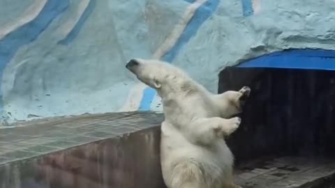 😅😅😅Polar bear is high, laughing to tears 😂😂😂😂!!!!!!!