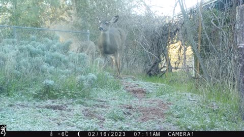 Deers and the camera