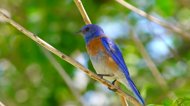 Bluebird Oiseau