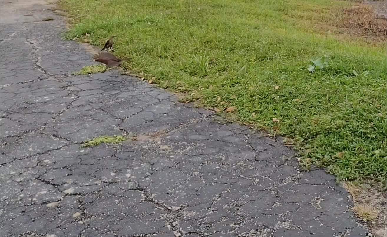 The nature zone: Fast food.