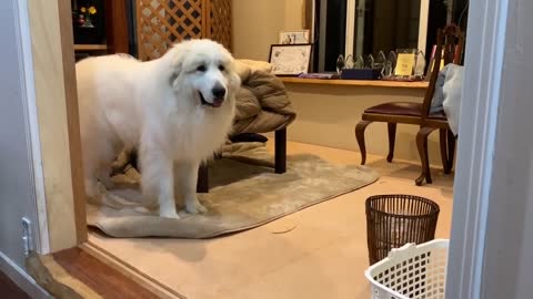 アランこたつを片付けないで欲しい Great Pyreneesグレートピレニーズ