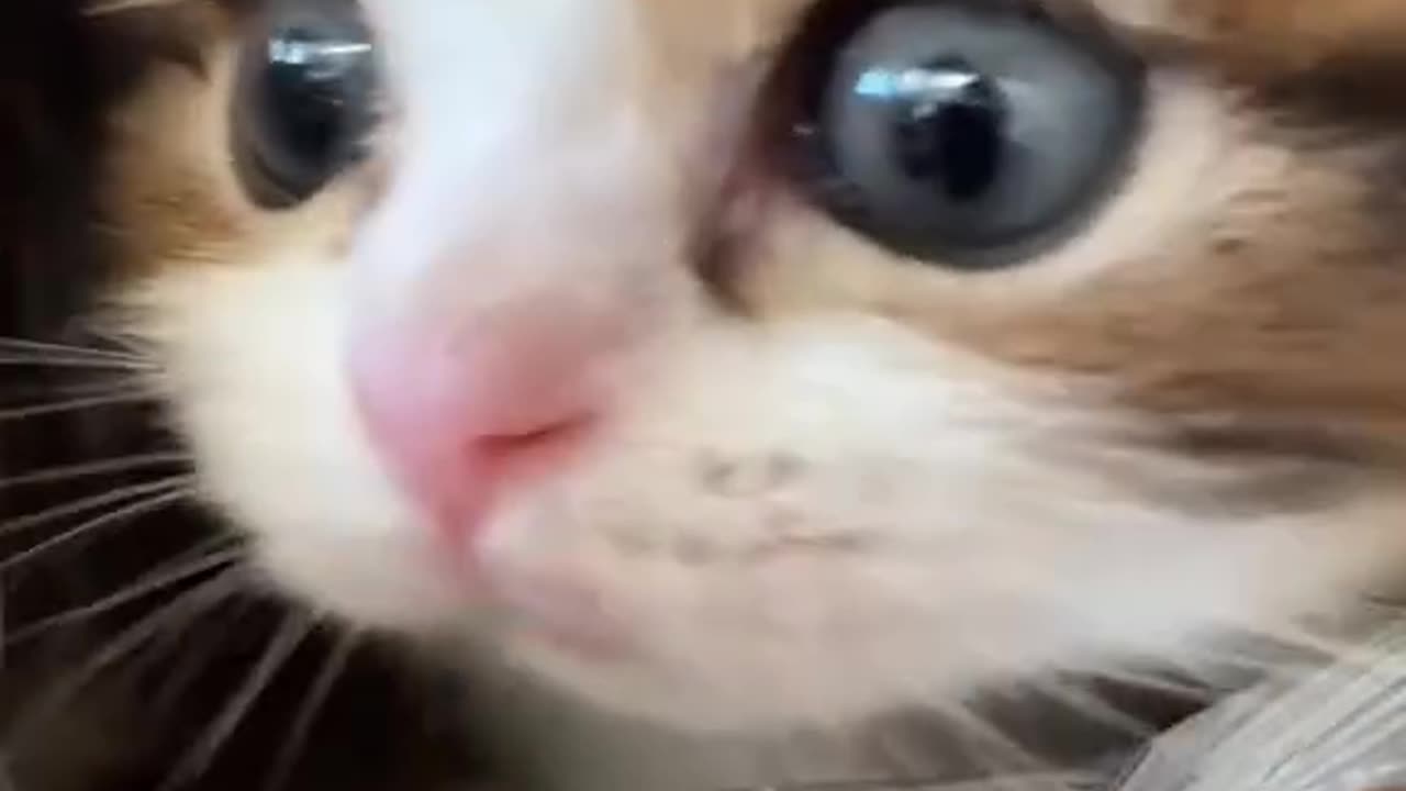 Cat animal