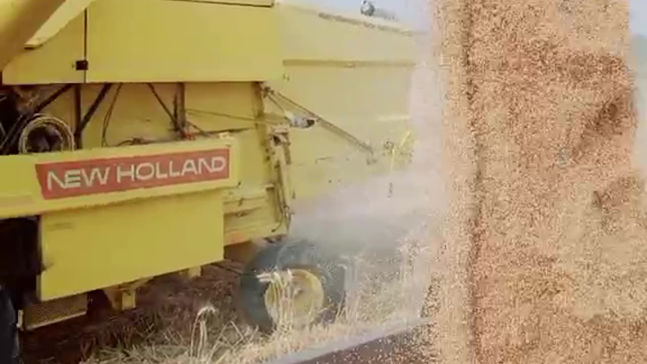 Wheat 🌾 Harvesting