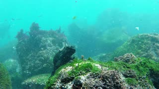 These diving marine iguanas look like a prehistoric Aquaman!