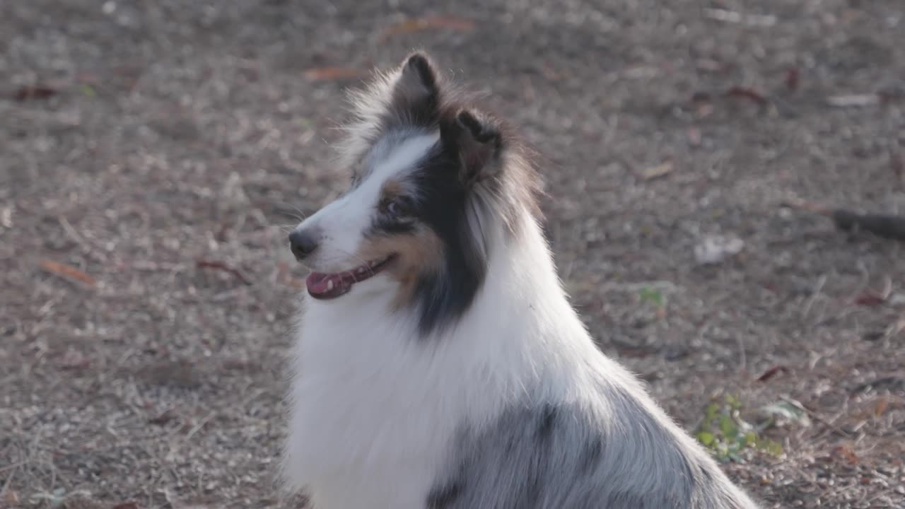 A Hairy Cute Dog Outdoors