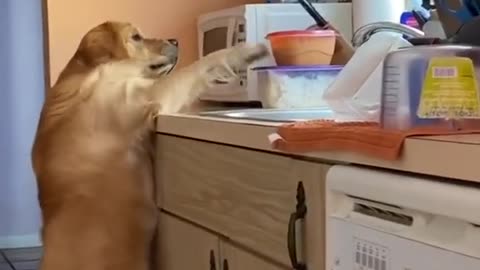 WATCH TIL the END😱🐶 #dog #funny #video #creative #jordikoalitic