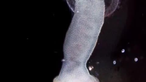 bone eating zombie worms
