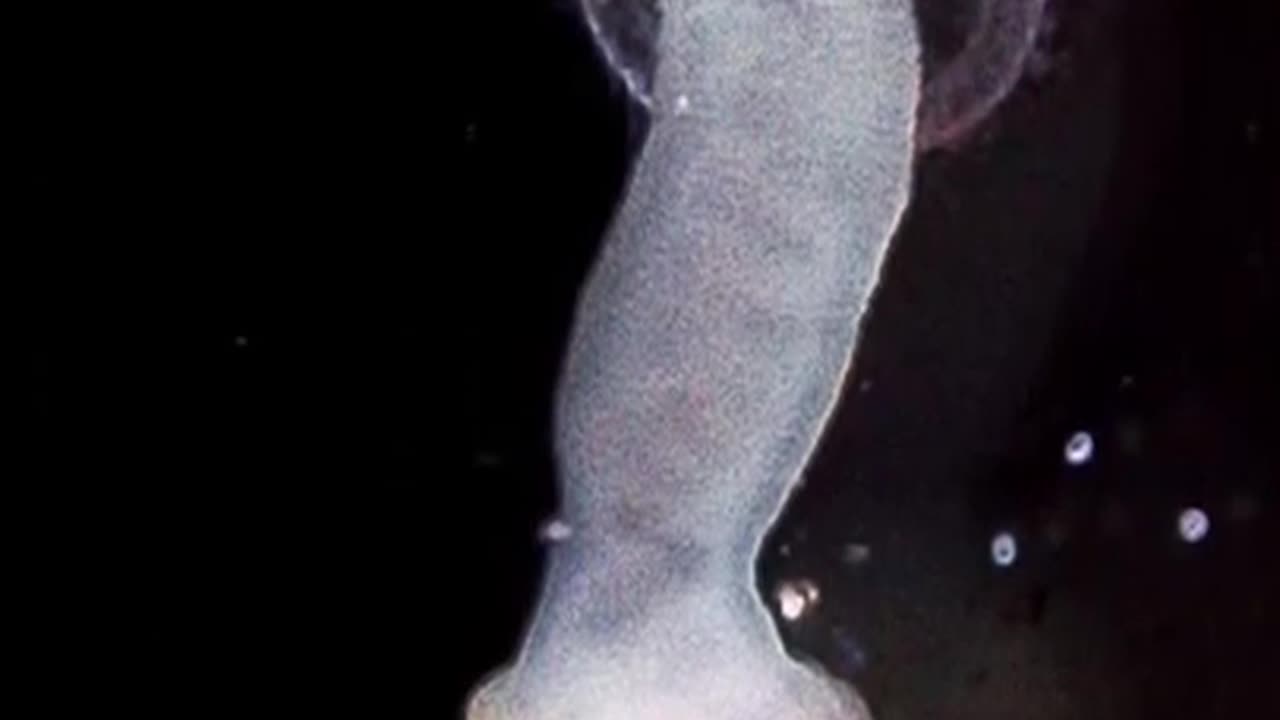 bone eating zombie worms