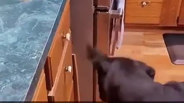 4.cat#youtubeshorts