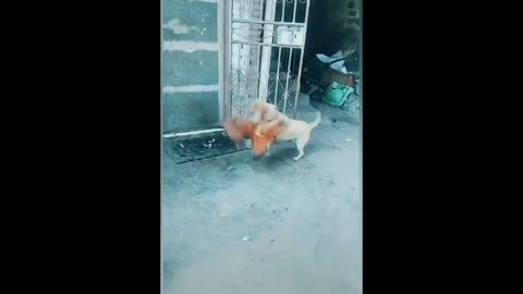 Dog vs cock fighting